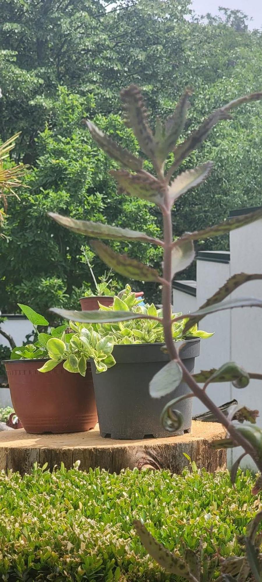 Vila Jovana ヴルドニーク エクステリア 写真