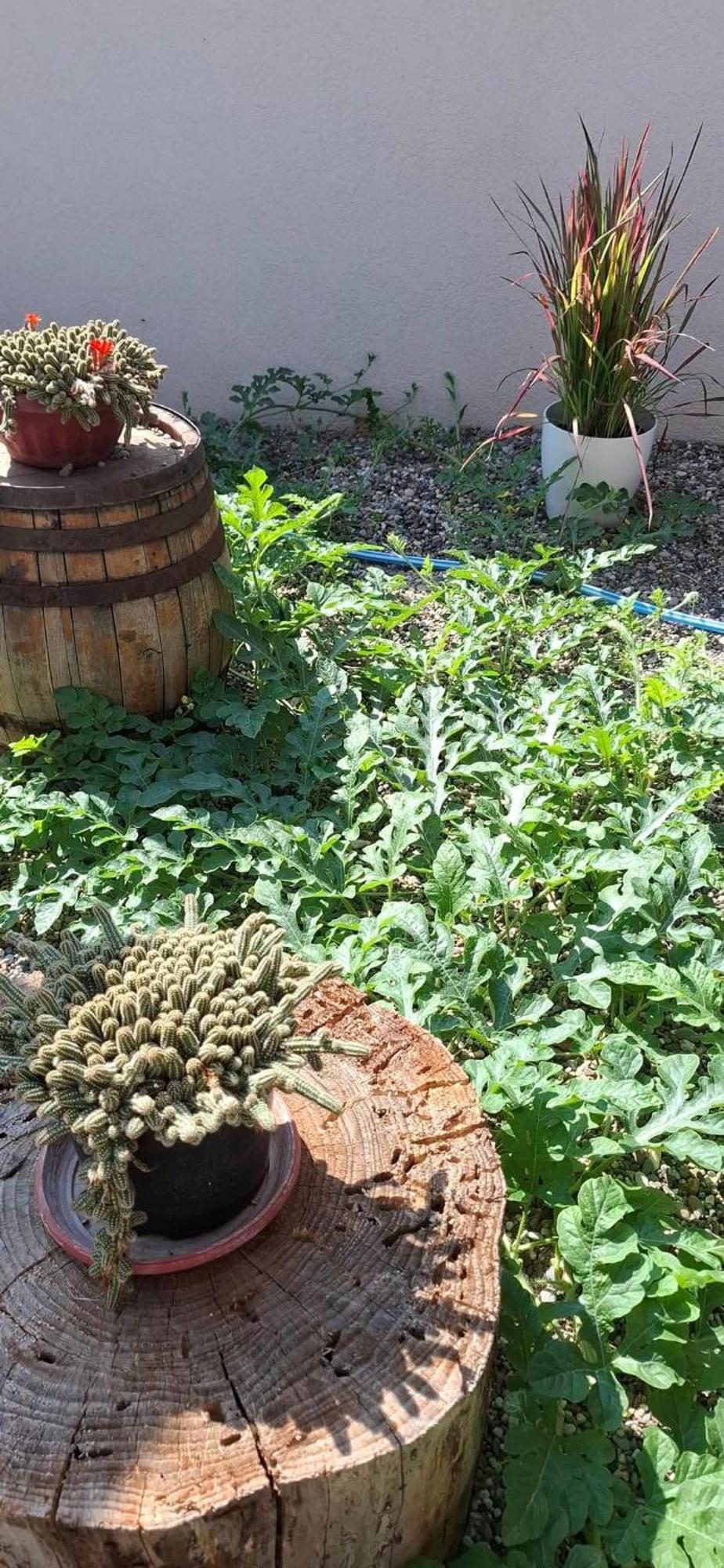 Vila Jovana ヴルドニーク エクステリア 写真
